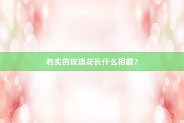 着实的玫瑰花长什么相貌？